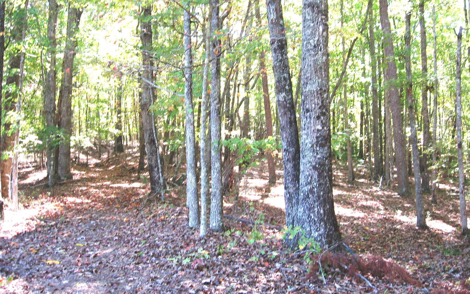 Property borders Thomas Mtn and Cold Springs Rd. Tax records show as Cold Springs address. Beautiful laying land with a branch and possible views off the ridge area. Property in conservation as of Jan 2021.Seller is working on taking out by year end.