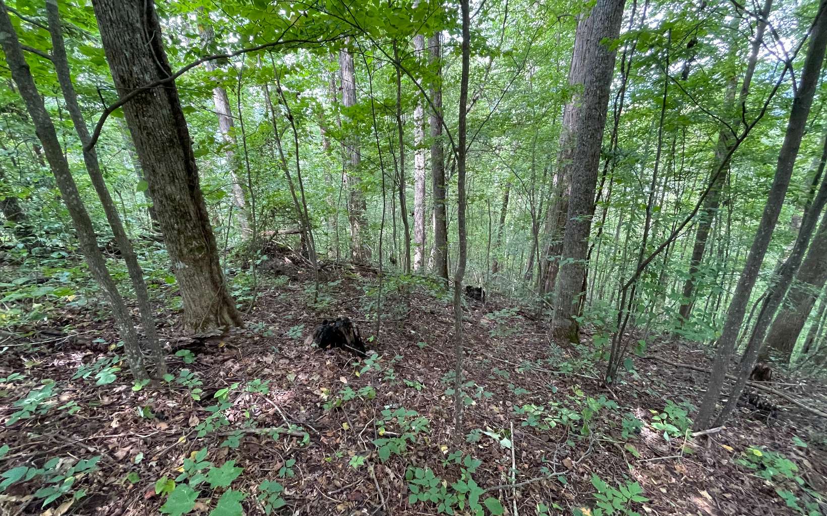 BEAUTIFULLY WOODED LAND IN THE NORTH GEORGIA MOUNTAINS!! Fantastic private lots in Phase II of the Bear Trail Subdivision. A Quiet part of Towns County only 10 minutes east of Hiawassee. The perfect place to build your North Georgia mountain getaway.