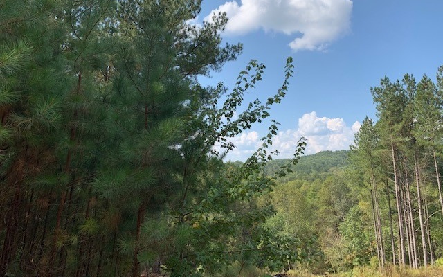 CLEARING gives you a great view on this lot that has USFS right across. Really nice homes in this beautiful laid out subdivision. BUILD THAT DREAM!