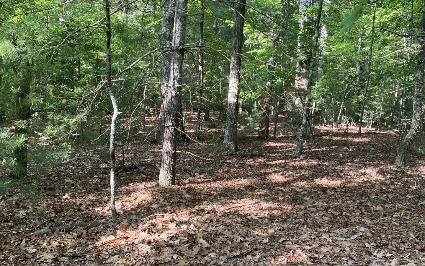 Unrestricted 5 acres on the North Side of Blairsville. The property is gentle and wooded and has already been perked for a septic. It lays between Blairsville, Ga and Murphy, NC for easy access to both, as well as just minutes from Lake Nottely!