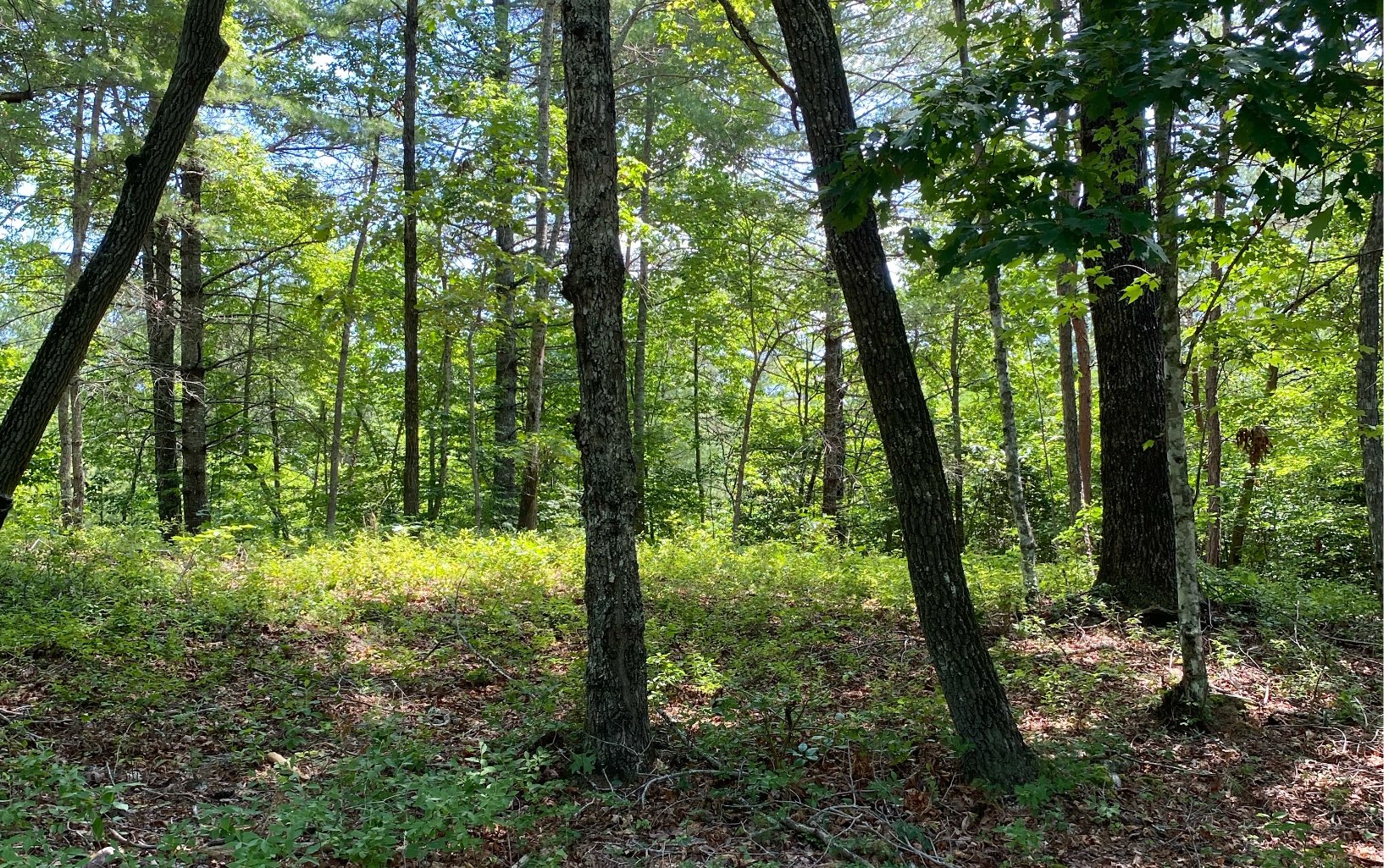 Gorgeous building lot for your dream home in Hawks View Subdivision. Gentle & Rolling located conveniently between Blue Ridge and Blairsville. Public utilities & electric available.