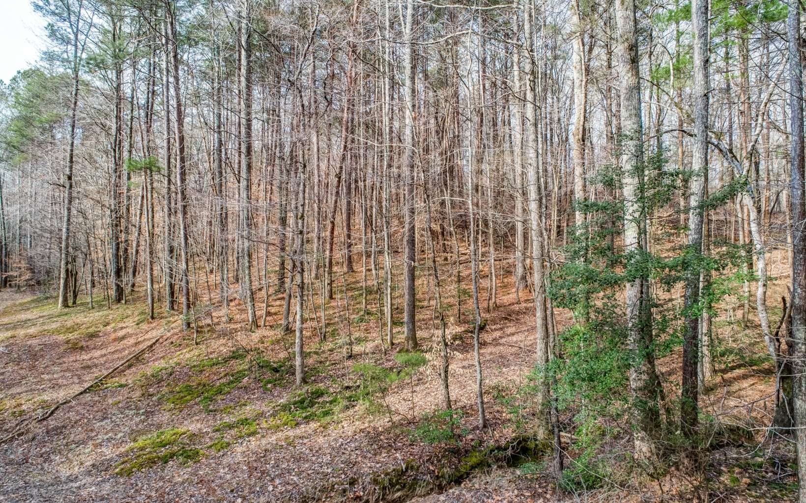 This 8.62 acre parcel of property is full of Hardwoods and has numerous streams running through and around it. Several building sites and gently rolling terrain. This is were the blacktop ends and country living begins. Perfect for a family compound!