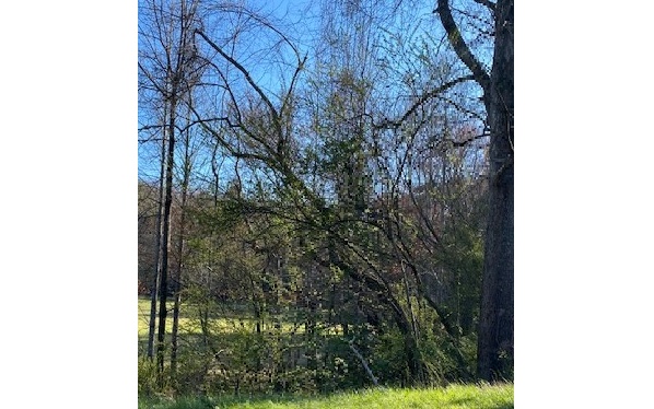 Beautiful, Wooded, Large lot not far from town. Can have GREAT views from your dream home