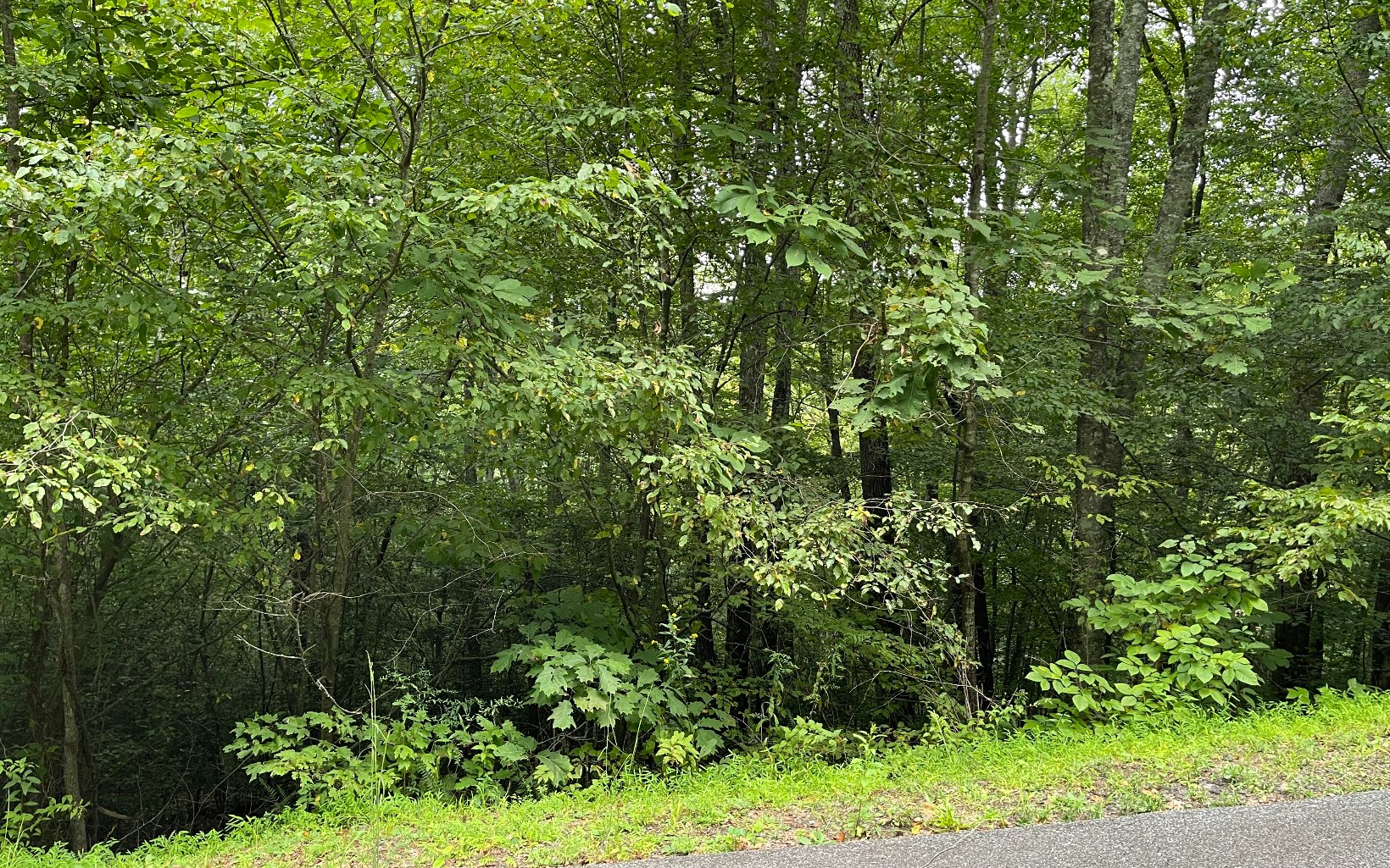 BEAUTIFULLY WOODED LOT IN THE MOUNTAINS OF NORTH GEORGIA! Located in the paved Bear Trail subdivision, this 1.3 acre lot offers tall hardwoods, loads of wildlife and the perfect place to build your private North Georgia mountain retreat.