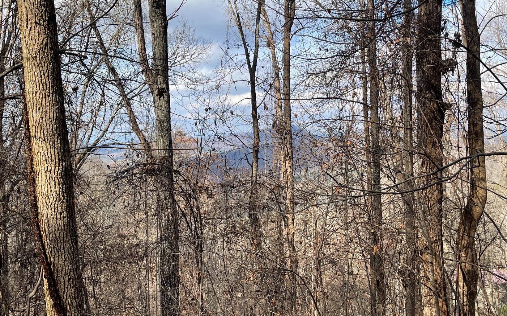 BEAUTIFULLY WOODED 8+ ACRE TRACT IN THE MOUNTAINS OF NORTH GEORGIA! This tract is conveniently located just minutes from town but yet offers the privacy, nice views, paved roads and the perfect place to build your mountain retreat.
