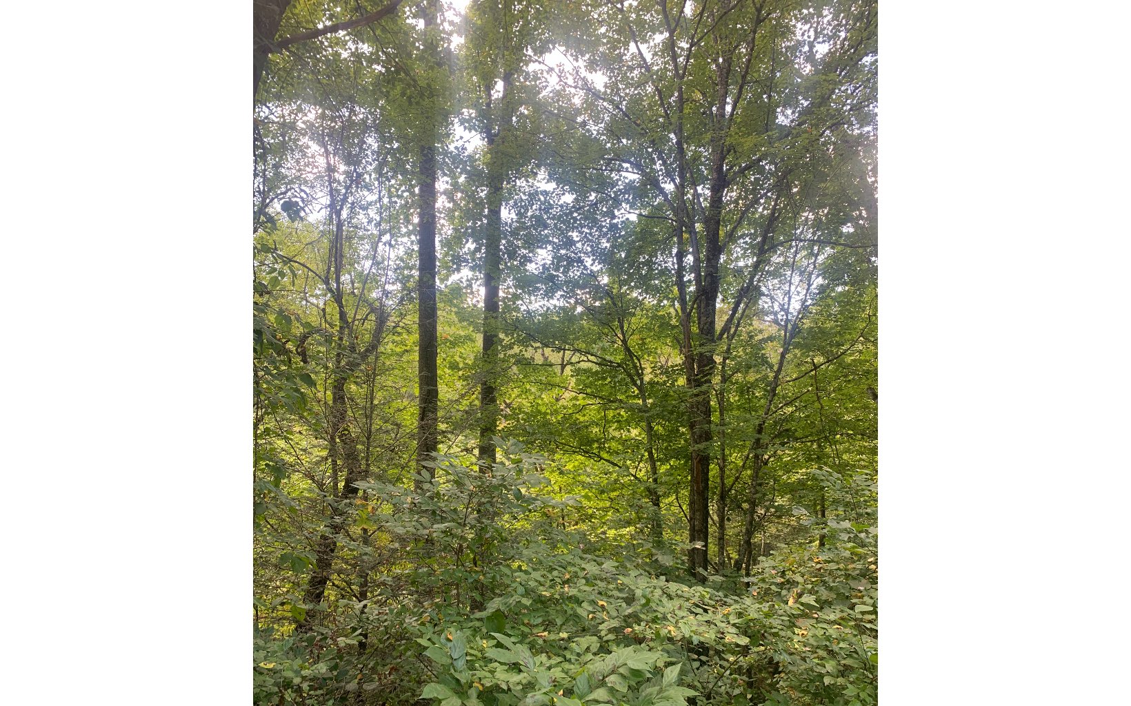 This lovely, secluded lot has so much potential. It has a nice private location with no construction above it. The land is wooded for privacy but gives a lot of opportunity when cleared, for building your dream home in a private area. The location of the lot is so close to town, but yet you can get away when you're home, to relax. The road is above the lot and has very minimum houses in the area for a quiet, peaceful neighborhood. You don't want to miss this opportunity.
