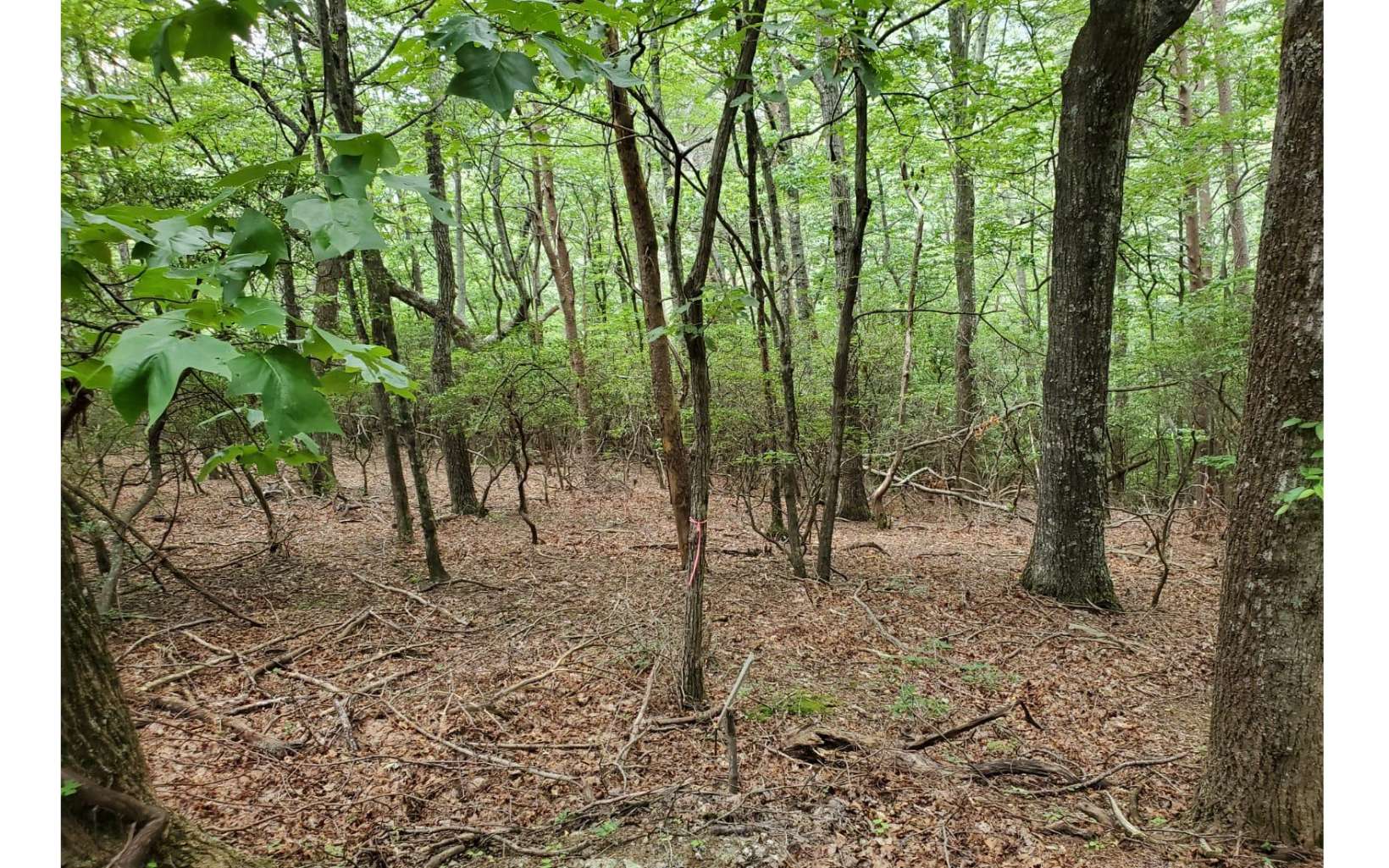 A beautiful and secluded wooded lot conveniently located approx 5 miles from Ellijay and 12 miles from Jasper. Close to schools and fire station and convenience center.