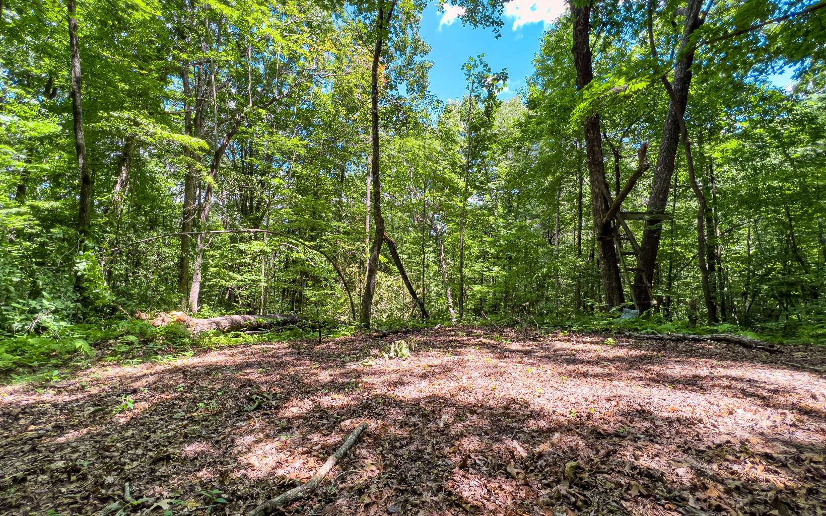 Comprised of two lots (21 and 22A), these combined 11.06 acres are UNRESTRICTED! The Easement Road leads straight from N. Piney Spur Road to a fork and each side leads to large clearings that would make great potential build sites, and each lot has plenty of other flat and gentle areas that could also be suitable for building - all surrounded by picturesque trees and ferns! These lots are about 20 min. from both Ellijay and from Amicalola Falls State Park (one of the top attractions in Georgia!) and the famous Burt's Pumpkin Farm, and just up the road a few miles is the Cartecay River and B.J. Reece Orchards.