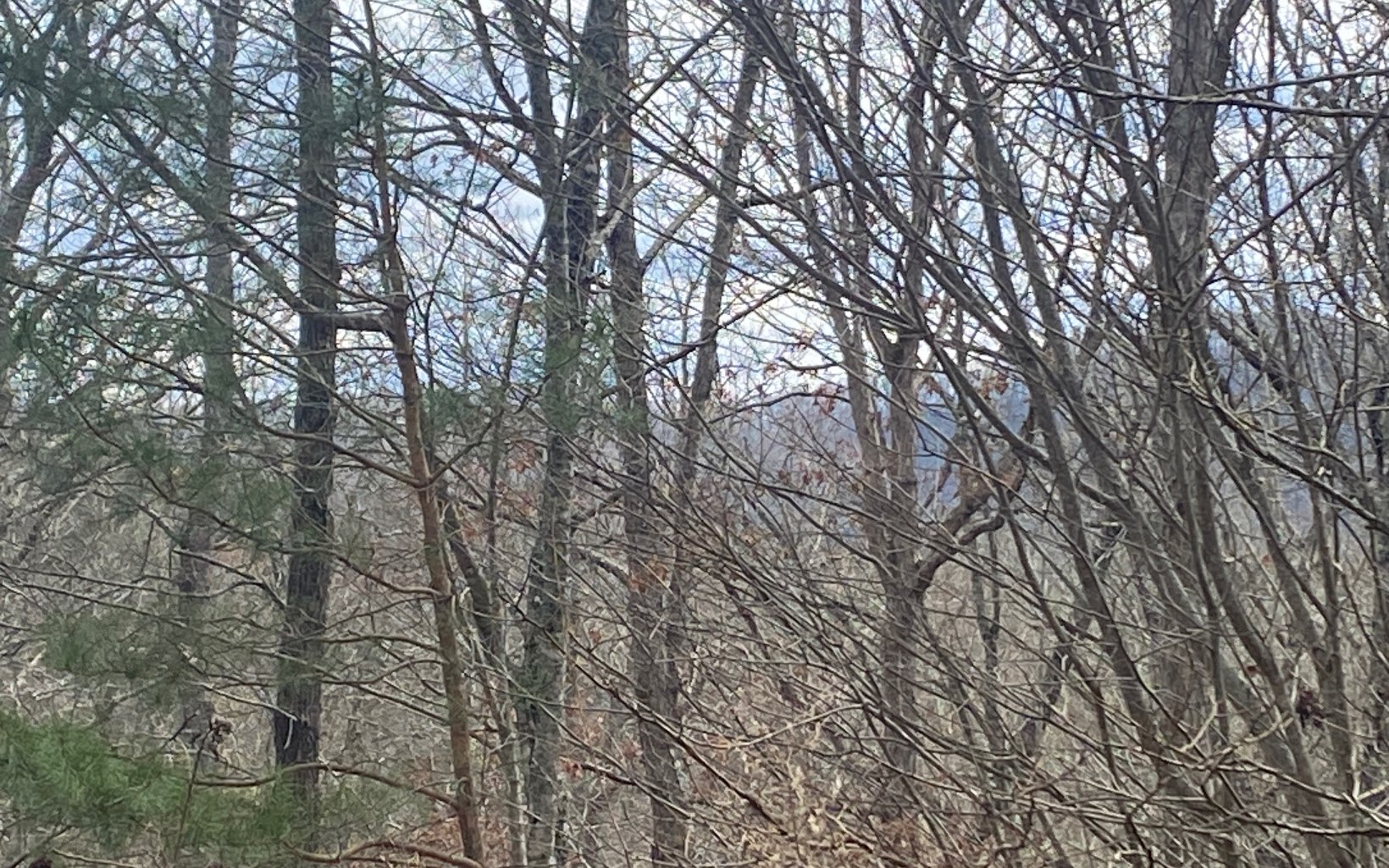 1.39 acres, wooded with a nice view waiting to be uncovered. Lot offers privacy nestled among the mountain laurel & trees.This community is minutes from Lake Nottely & conveniently located between Blue Ridge, Blairsville & Murphy NC. All paved roads, under ground utilities, Cable Television, & Public Water.