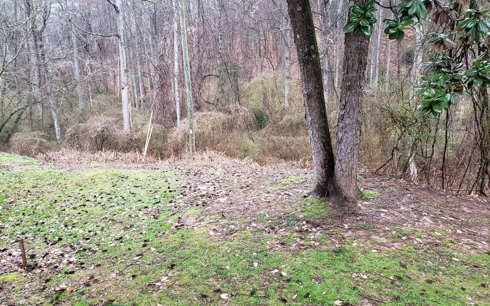 Vacant lot 1 mile from Downtown Ellijay with access to City Water and Natural Gas. Call Listing agent for more information. Property is not inside the City Limits.