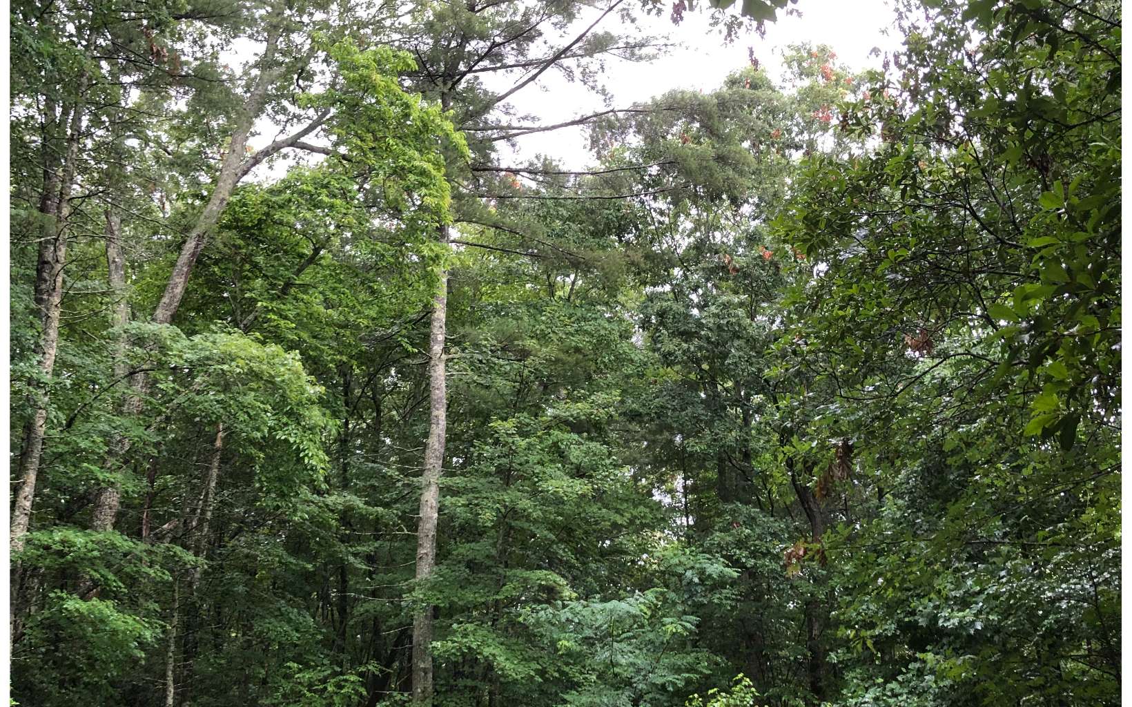 UNRESTRICTED LOT~ Very Private & Secluded Lot with Driveway Already cut in! Treehouse feel on this lot surrounded by Wilderness~ Potential for Beautiful Close Up Mountain Views after Trees are cut. Walking distance to National Forest.