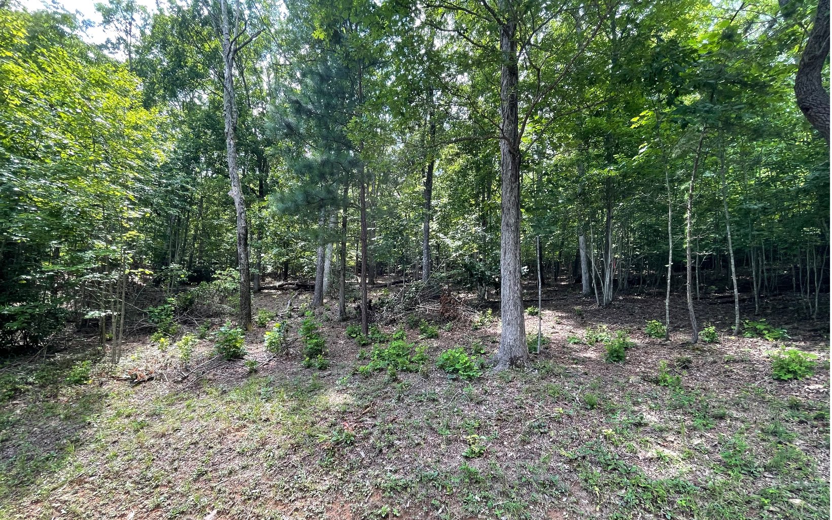 Seasonal mountain views from beautiful building lot with the National Forest Service as your backyard. Beautiful homes in this upscale community. Wildlife roaming free, come build your dream home. ***Soil test on file-***Seller is clearing lot and a new survey is in the works!!!
