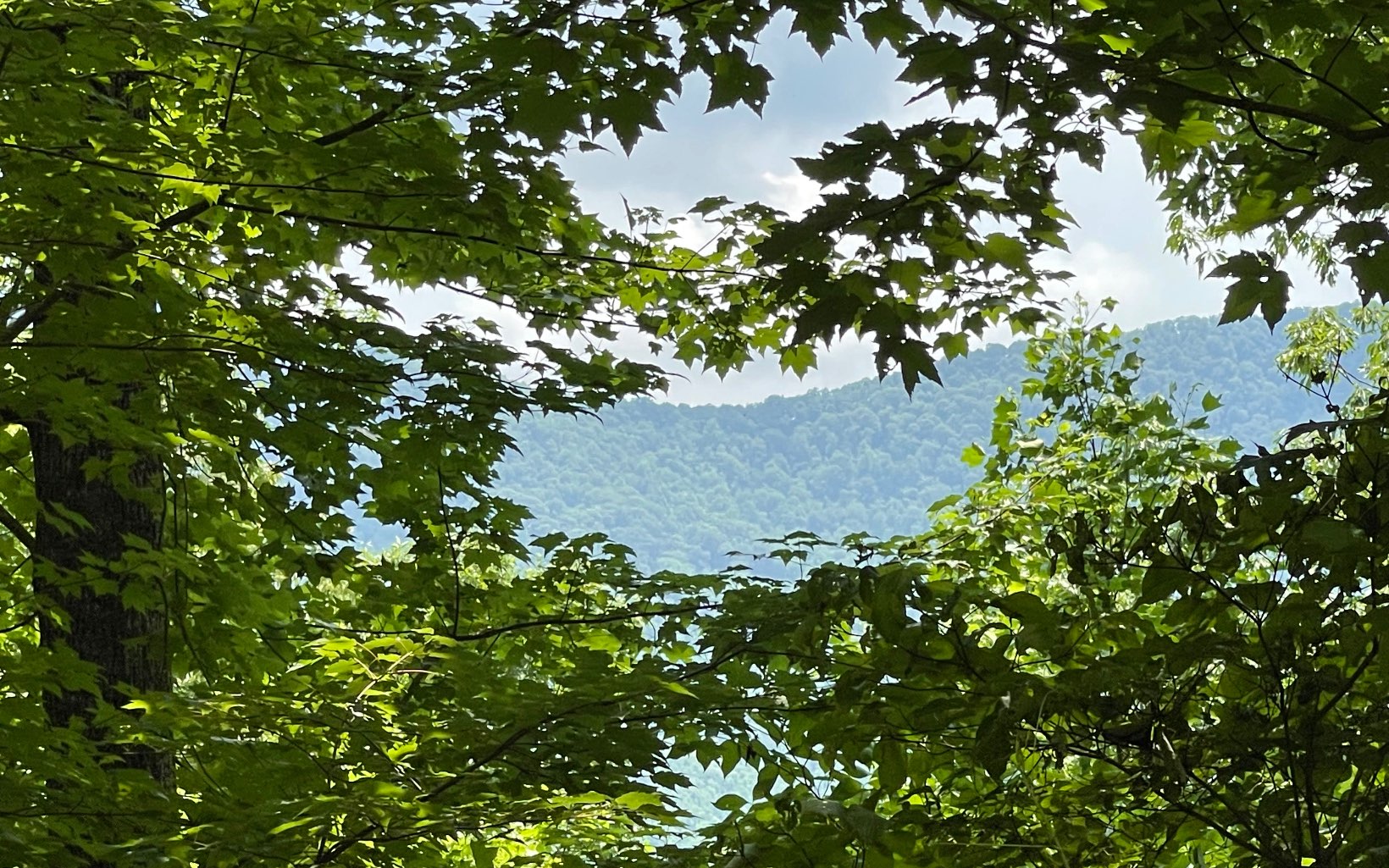 NORTH GEORGIA MOUNTAIN LOT!! This lot offers great long range views and is close to Young Harris College, Lake Chatuge and Brasstown Valley Resort. It's the perfect spot to build your own cabin in the North GA mountains.