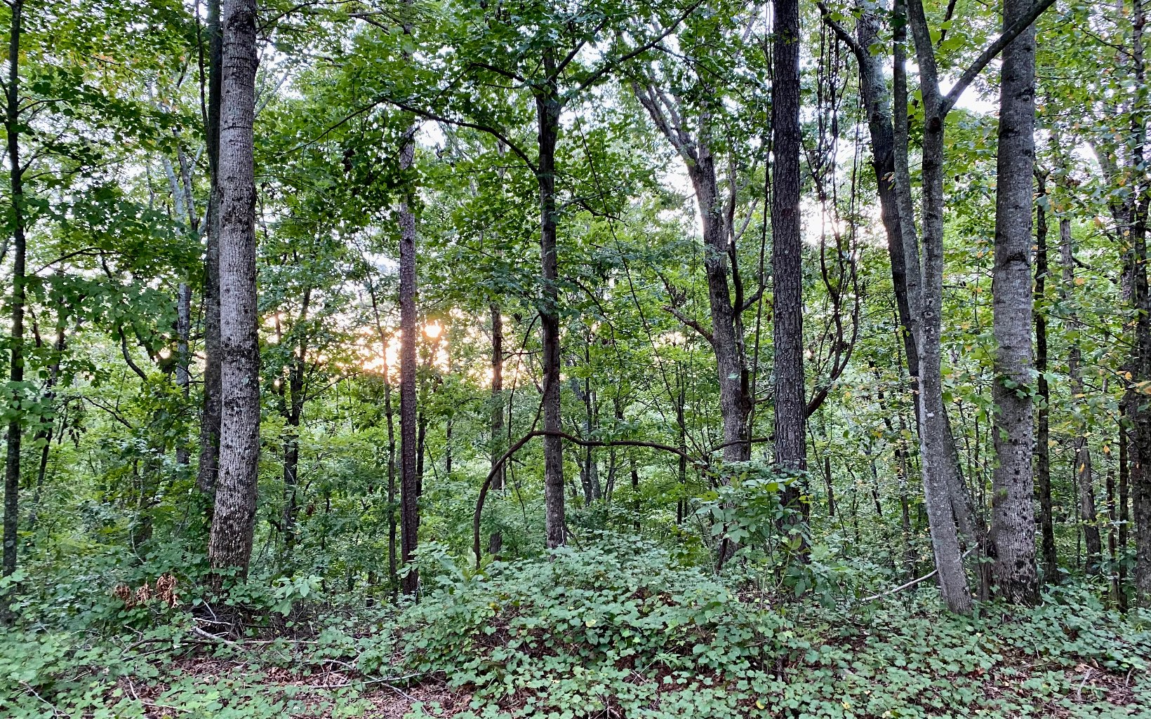 BEAUTIFUL 9.888 ACRES - Located in the North Georgia Mountains Only Minutes From Carters Lake Dam and Beach Area. This Very Private Acreage offers Power to the property line, Mountain Views and Beautiful Hardwoods. Beautiful Building Knoll level with the road. Easy Access to Hwy. 515 and Hwy. 411.