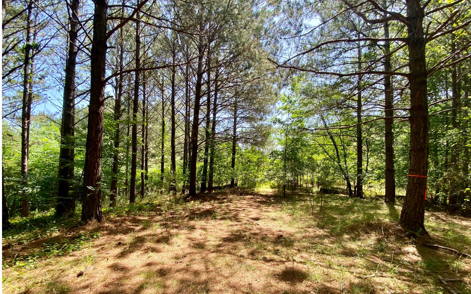 BEAUTIFUL 3.85 Acre BUILDING LOT in the North Georgia Mountains!!! Located in Sassafras Mountain, a Beautiful Gated Community with Paved Roads and Underground Utilities. READY TO BUILD - Just bring your Builder - Soil Test Complete and ES & PC Plan (Tertiary Plan) Complete. You can even get the One Level with Full Basement House Plans.
