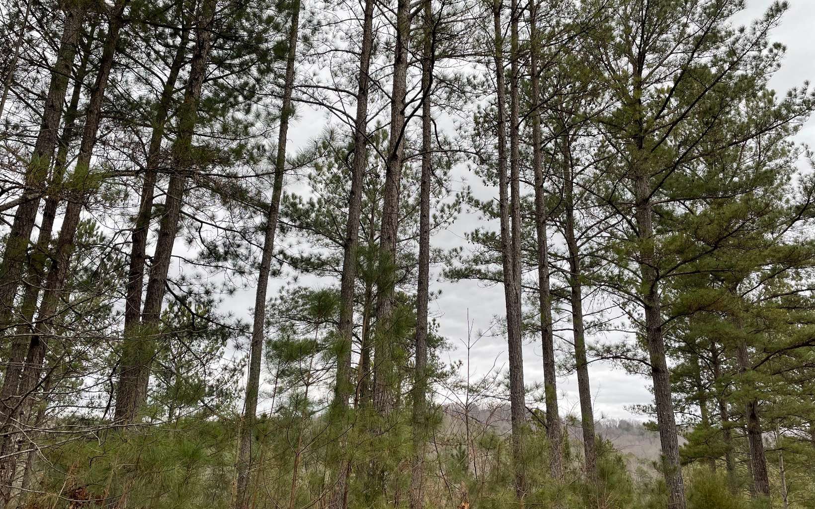 Come check out this lot that is within 5 minutes of town. Build your retirement home or that special getaway here in the North Georgia Mountains. Also a short drive to Nottely Marina for all your boating needs. Level 3 Soil is available...