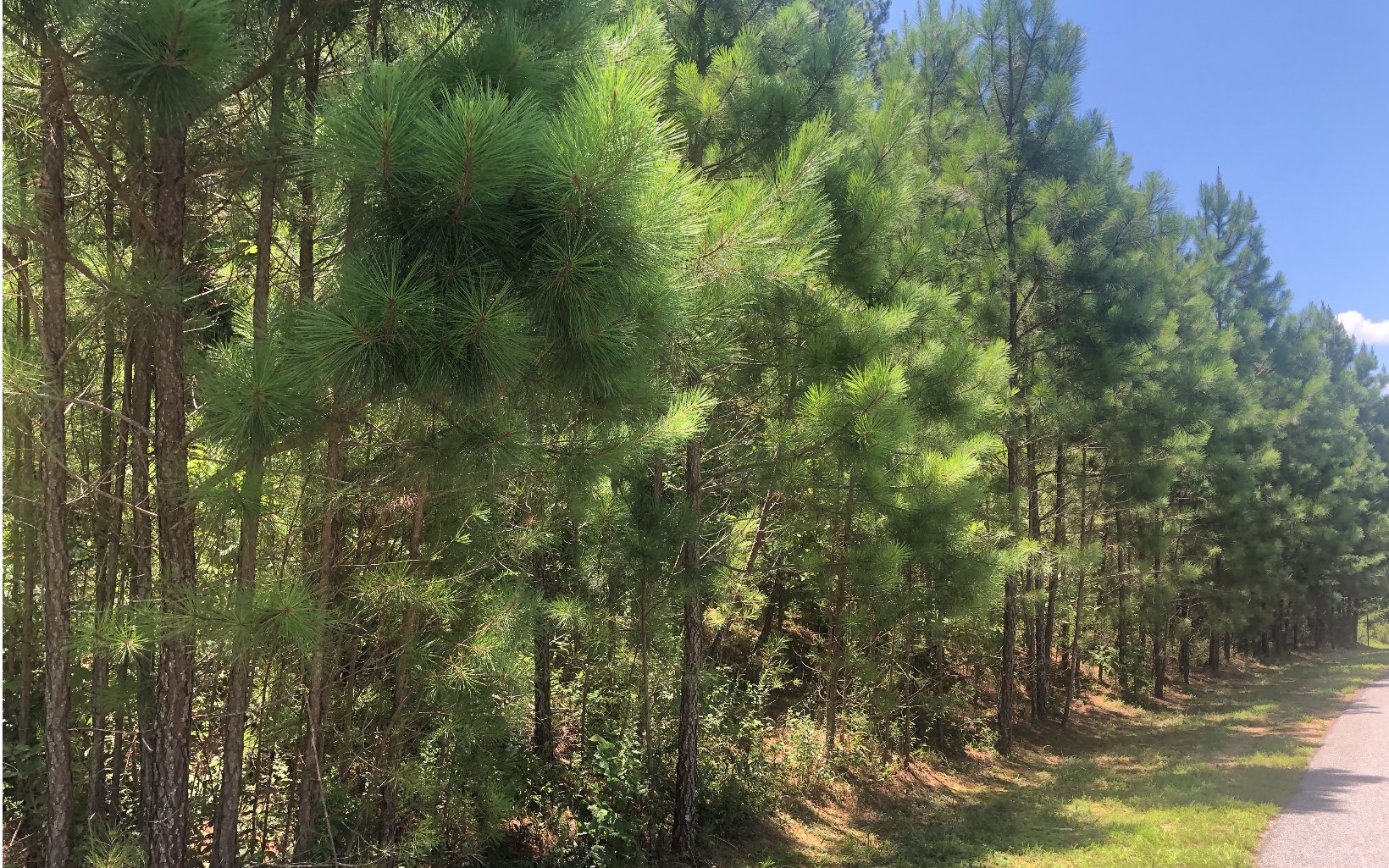 Great lot with potential view, Close to town & minutes to Lake Nottely Marina. Protective Restrictions. Subdivision with high-end traditional homes. Cleared & well marked.