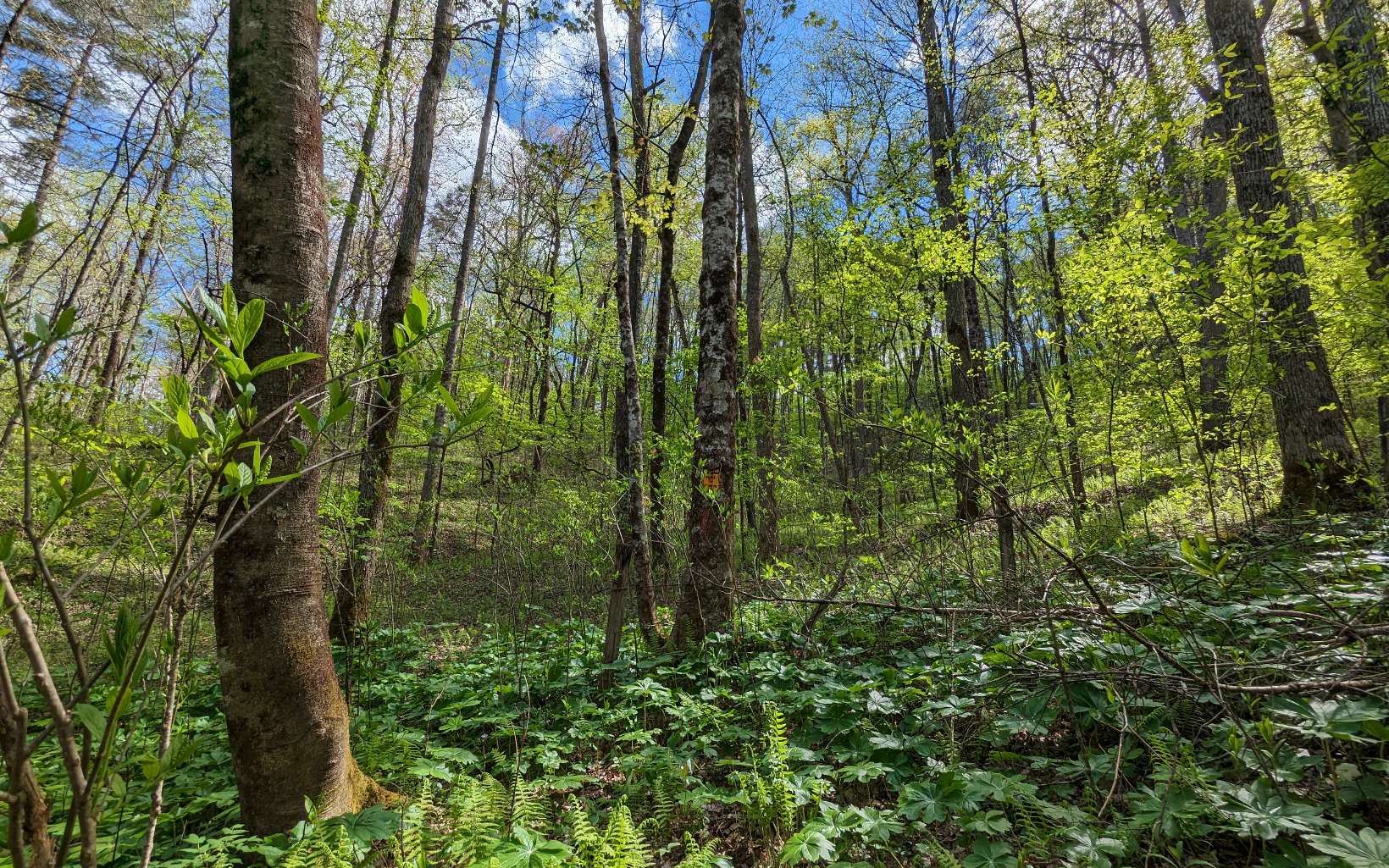Located in the upscale Epworth area of Fannin County, this magnificent rural mountain lot borders the United States Forest Service land. This 2.37-acre tract is level with mature hardwoods and native flora throughout. Power and well available.