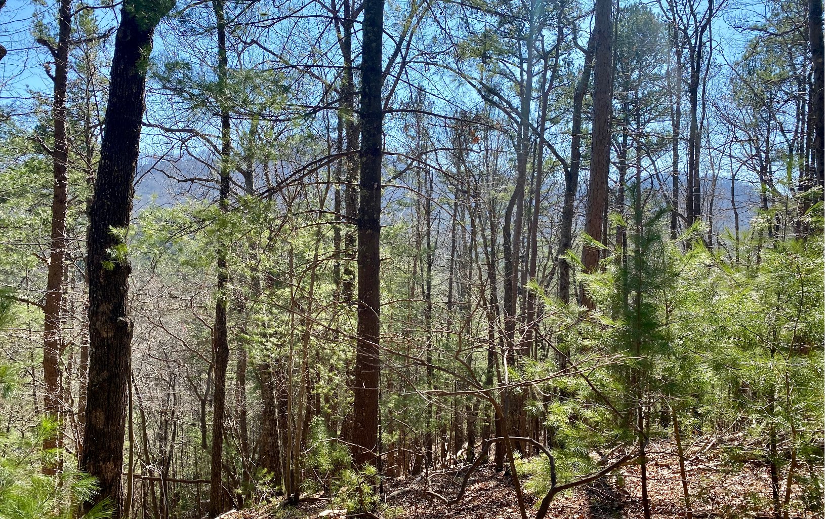 REDUCED!!!!! Priced below assessment value for quick sale - motivated seller!! TWO conjoining mountain view cul-de-sac lots that back up to green space near the gate of Walnut Mountain Community, in the heart of Ellijay Georgia - what more could you ask for?!?! With a little trimming, these two lots totaling 1.68 acres will offer long range mountain views, while being only 5 miles to downtown. Great property for a basement build, and they're at the end of a quiet street with minimal neighboring properties. Vast variety of mixed hardwoods and rolling terrain - you'll find a few different build sites to choose from on this property. Walnut Mountain offers many amenities including pool, tennis, lakes and picnic areas, walking trails and more - this the perfect spot to build your mountain dream home or vacation rental!