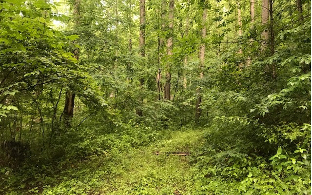 4.97 Acres located in the quiet subdivision of Bear Creek Estates. This wooded property provides extra privacy and paved roads. Easy year round access located just minutes from downtown Hiawassee and Lake Chatuge.