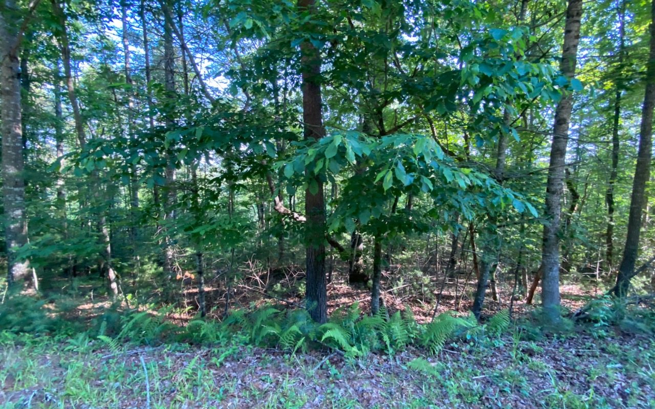 1.55+/- acres in Lance Crossing, a beautiful community with paved roads and easy access to and from this lot. Gentle land with some privacy and possible view with selective clearing. Public water available. Great location, just minutes to downtown Blairsville, GA for shopping and dining along with access to Lake Nottley. Also a short drive to downtown Murphy, NC and plenty of the areas popular outdoor attractions. The perfect place for your escape to the mountains...just a 2 hour drive from Atlanta GA, Chattanooga TN and Asheville NC. Don't miss out!!!