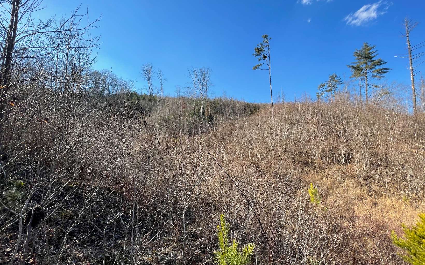 16.39 unrestricted acres in Mineral Bluff Georgia just outside of Blue Ridge. Owner Financing Available.